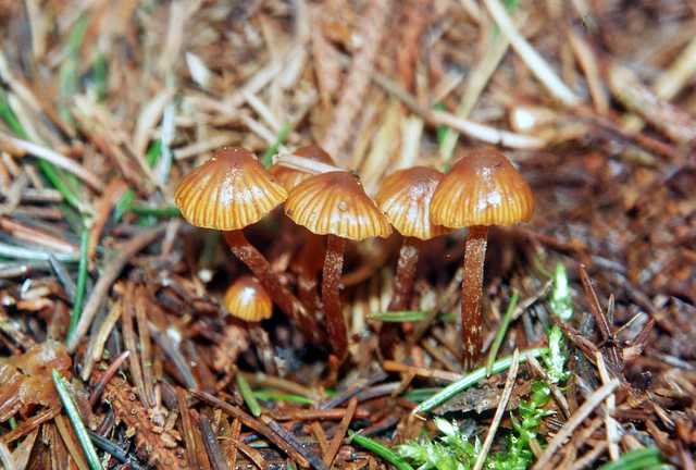 Galerina nana   (Petri)    Khner